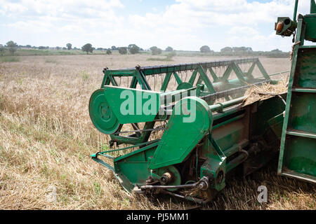 Feldhäcksler erntet Weizen auf einem Bauernhof in Apulien, Italien kombinieren. Stockfoto