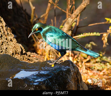 Die glühenden irridescent Gefieder der Mehr Blue-eared Glossy Starling ist nicht nur spektakulär, sondern auch bei Touristen sehr beliebt in Safari für Sie Stockfoto