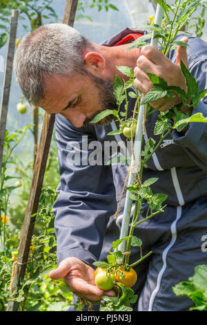 Gärtner. Arbeitnehmer, die Verarbeitung der Tomaten Büsche im Gewächshaus aus Polycarbonat Stockfoto