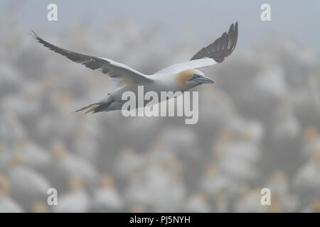 Northern gannet im Flug über Kolonie Basstölpel im Nebel am Kap St. Mary's Ecological Reserve in Saint Braut, Neufundland und Labrador Stockfoto