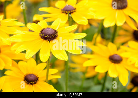 Nahaufnahme des Rudbeckia hirta Golden SmileyZ, coneflower Golden SmileyZ, black-eyed Susan Golden SmileyZ gelbe Blüten Stockfoto