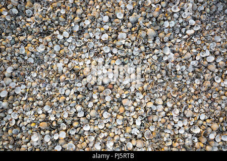 Leere kleine Muscheln dicht zusammen am britischen Strand gepackt. Nützlicher natürlicher Hintergrund. Stockfoto