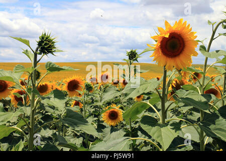 Millionen von Sonnenblumen wachsen in die Felder in der Nähe der Stadt Córdoba in Andalusien, Spanien Stockfoto