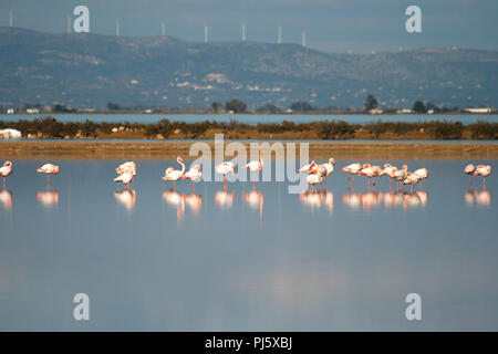 Delta del Ebre Park natürlich. Tarragona. Katalonien. Spanien Stockfoto