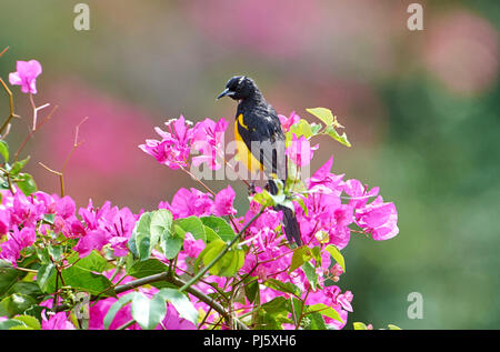 Schwarz-belüftete Oriole (Ikterus wagleri) in bouganviillea Blumen San Juan Cosala, Jalisco, Mexiko gehockt Stockfoto