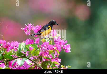 Schwarz-belüftete Oriole (Ikterus wagleri) in bouganviillea Blumen San Juan Cosala, Jalisco, Mexiko gehockt Stockfoto