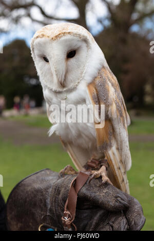 Barn Owl auf der Handler Leder Handschuh Stockfoto