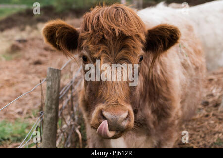 Braun Highland Kuh mit herausgestreckter Zunge lecken Nase Stockfoto