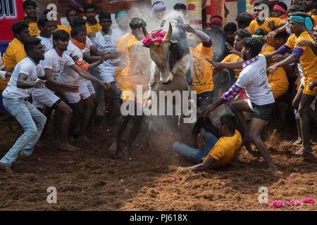 Das Bild des Jallikattu (Stier zähmen Festival) in Tamilnadu als Teil der kulturellen Feier in Madurai, Indien gefeiert Stockfoto