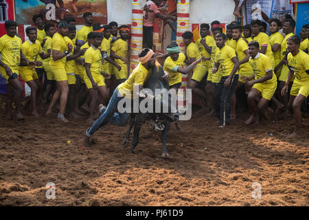 Das Bild des Jallikattu (Stier zähmen Festival) in Tamilnadu als Teil der kulturellen Feier in Madurai, Indien gefeiert Stockfoto