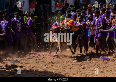 Das Bild des Jallikattu (Stier zähmen Festival) in Tamilnadu als Teil der kulturellen Feier in Madurai, Indien gefeiert Stockfoto