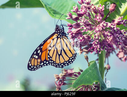 Monarch butterfly auf rosa Swamp milkweed Blumen thront Stockfoto