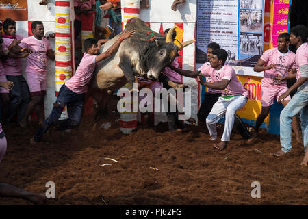 Das Bild des Jallikattu (Stier zähmen Festival) in Tamilnadu als Teil der kulturellen Feier in Madurai, Indien gefeiert Stockfoto