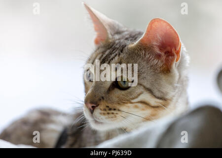 Schönen männlichen silver Bengal kitten indoor Porträt an ungefähr 6 Monate alt Stockfoto