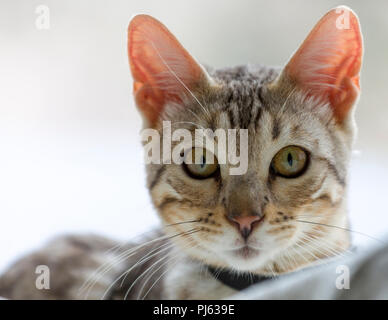 Schönen männlichen silver Bengal kitten indoor Porträt an ungefähr 6 Monate alt Stockfoto