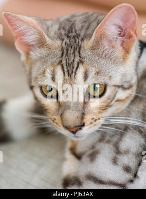 Schönen männlichen silver Bengal kitten indoor Porträt an ungefähr 6 Monate alt Stockfoto