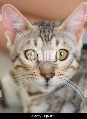 Schönen männlichen silver Bengal kitten indoor Porträt an ungefähr 6 Monate alt Stockfoto