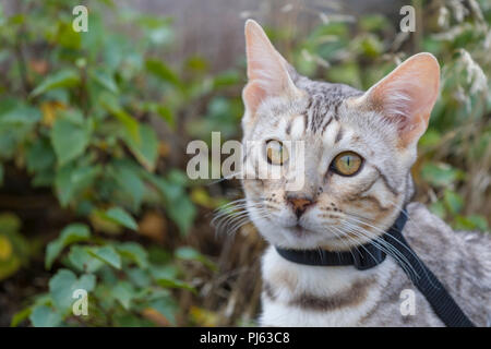 Schönen männlichen silver Bengal kitten Outdoor Portrait an ca. 6 Monate alt Stockfoto