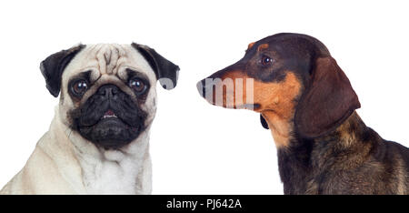 Porträt von zwei verschiedene Hunde auf weißem Hintergrund Stockfoto