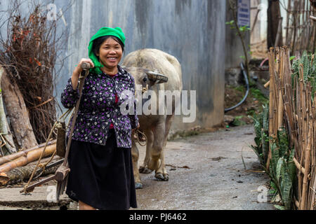 Ha Giang, Vietnam - 17. März 2018: die Frau, die von der ethnischen Minderheit der Hmong wandern ein Büffel in einem ländlichen Dorf im Norden von Vietnam Stockfoto