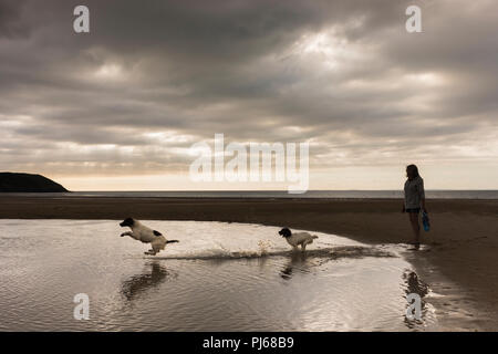 Broughton, Gower, Swansea. 4. September 2018. UK Wetter: Wolken mit einigen hellen Zaubersprüche Broughton Bucht auf der Halbinsel Gower als zwei Springer Spaniels nicht tauchen Sie ein in einen grossen Strand Pool widerstehen. Credit: Gareth Llewelyn/Alamy leben Nachrichten Stockfoto