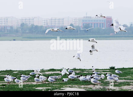 Zhangjiakou, Zhangjiakou, China. 5. Sep 2018. Zhangjiakou, CHINA - Mehr als 7.000 Relikt möwen können im Feuchtgebiet in Kangbao County, Zhangjiakou, Provinz Hebei in China gesehen werden. Credit: SIPA Asien/ZUMA Draht/Alamy leben Nachrichten Stockfoto