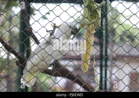 Riau, Indonesien. 4. September 2018. Insgesamt 34 gelbe crested Kakadus (Cacatua sulfurea) werden in einer temporären Käfig von der Indonesischen Zentrum für die Erhaltung der natürlichen Ressourcen, Riau, Indonesien, September 4, 2018. Diese gelb-Crested cockatoo ist der Fang der indonesischen Polizei aus geschützten Tier Schmuggler. Credit: Mohammad Adam/Alamy leben Nachrichten Stockfoto