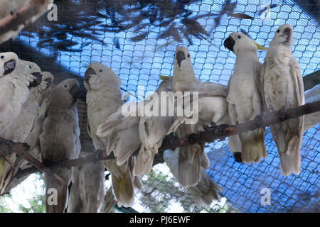 Riau, Indonesien. 4. September 2018. Insgesamt 34 gelbe crested Kakadus (Cacatua sulfurea) werden in einer temporären Käfig von der Indonesischen Zentrum für die Erhaltung der natürlichen Ressourcen, Riau, Indonesien, September 4, 2018. Diese gelb-Crested cockatoo ist der Fang der indonesischen Polizei aus geschützten Tier Schmuggler. Credit: Mohammad Adam/Alamy leben Nachrichten Stockfoto