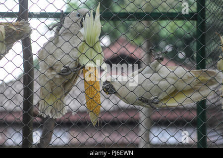 Riau, Indonesien. 4. September 2018. Insgesamt 34 gelbe crested Kakadus (Cacatua sulfurea) werden in einer temporären Käfig von der Indonesischen Zentrum für die Erhaltung der natürlichen Ressourcen, Riau, Indonesien, September 4, 2018. Diese gelb-Crested cockatoo ist der Fang der indonesischen Polizei aus geschützten Tier Schmuggler. Credit: Mohammad Adam/Alamy leben Nachrichten Stockfoto