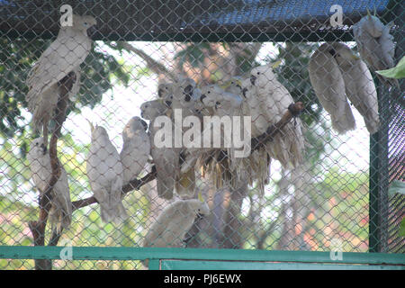 Riau, Indonesien. 4. September 2018. Geschmuggelte Papageien ist in einem Transit Käfig indonesischen Naturschutz, Pekanbaru, Provinz Riau, Indonesien ab dem 4. September 2018 gesehen. Die indonesischen Behörden mindestens 38 der 3 Arten schmuggel Papageien durch Batam Stadt Credit beschlagnahmt: Mohammad Adam/Alamy leben Nachrichten Stockfoto