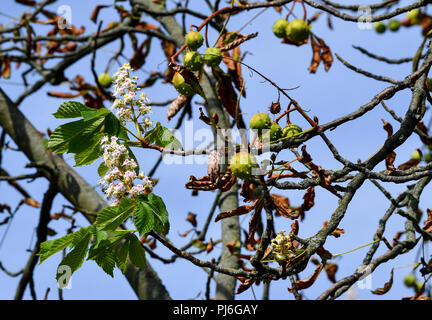 Neuruppin, Deutschland. 04 Sep, 2018. 04.09.2018, Brandenburg, Neuruppin: eine Kastanie zeigt sowohl die beschädigten Blätter und typischen Herbst Früchte, sowie ein neues Shoot 'not Blossom', wie es tatsächlich gemeinsame im Frühjahr. Zahlreiche Kastanien werden stark durch die Motten der Miner, Streusalz und Mangel an Wasser beschädigt. Mit so einer späten Blüte, verschiedene Baumarten reagieren, wenn Sie Ihre Blätter zu früh zu vergießen. Die neuen Triebe könnte ein Versuch sein Überleben zu sichern. Foto: Jens Kalaene/dpa-Zentralbild/ZB/dpa/Alamy leben Nachrichten Stockfoto