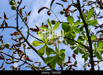 Neuruppin, Deutschland. 04 Sep, 2018. 04.09.2018, Brandenburg, Neuruppin: eine Kastanie zeigt sowohl die beschädigten Blätter und typischen Herbst Früchte, sowie ein neues Shoot 'not Blossom', wie es tatsächlich gemeinsame im Frühjahr. Zahlreiche Kastanien werden stark durch die Motten der Miner, Streusalz und Mangel an Wasser beschädigt. Mit so einer späten Blüte, verschiedene Baumarten reagieren, wenn Sie Ihre Blätter zu früh zu vergießen. Die neuen Triebe könnte ein Versuch sein Überleben zu sichern. Foto: Jens Kalaene/dpa-Zentralbild/ZB/dpa/Alamy leben Nachrichten Stockfoto