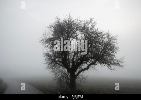 Dramatische Landschaft mit einem blattlosen Baum, eine Landstraße und einer Wiese am Morgen Nebel bedeckt, an einem kalten Tag im Dezember, in Schwäbisch Hall, Deutschland. Stockfoto