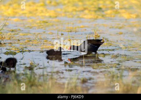 Moorhuhn - Gallinula chloropus ausgeführt () - mit Küken Gallinule poule d'eau avec Poussin Stockfoto