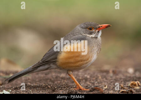 Porträt eines Kurrichane Thrush aus dem Kruger Nationalpark, Südafrika Stockfoto