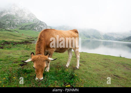 Kuh grasen in der asturischen Wiese vor einem See Stockfoto