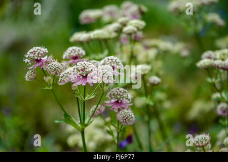 Laune Sommer Blume Foto von großer masterwort Blumen Stockfoto