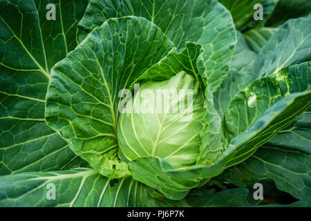 Salat Arten, die mehrere Sorten, einschließlich Kohl, Brokkoli, Kohlrabi, Blumenkohl, Rosenkohl gai Lan und Savoyen Stockfoto