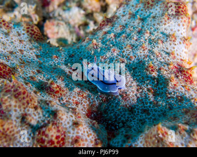 Willan, Chromodoris Willani Chromodoris's, auf Seegurke, Mabul, Sabah, Malaysia Stockfoto