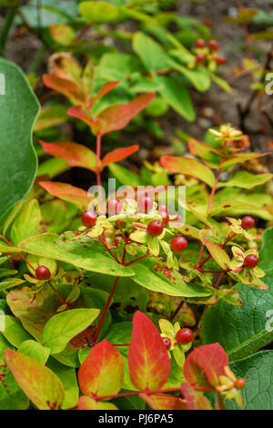 Rot und Gelb Garten Anlage mit reife rote Früchte. Stockfoto