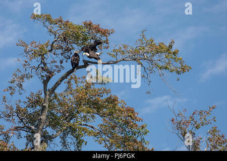 Detroit, Michigan - Weißkopfseeadler auf Belle Isle, ein State Park in den Detroit River. Stockfoto