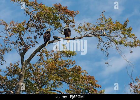 Detroit, Michigan - Weißkopfseeadler auf Belle Isle, ein State Park in den Detroit River. Stockfoto