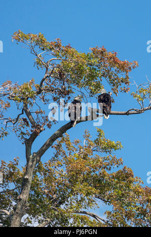 Detroit, Michigan - Weißkopfseeadler auf Belle Isle, ein State Park in den Detroit River. Stockfoto