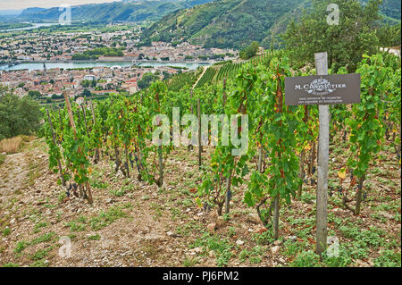 Weinberge im Tal der Rhone auf einem Hügel über dem Fluss Rhone, Tain L'Hermitage, Drome, Rhône-Alpes, Frankreich Stockfoto