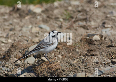 Bachstelze (Motacilla alba) sitzt auf der steinigen Ufer des Flusses in einem natürlichen Lebensraum. Stockfoto