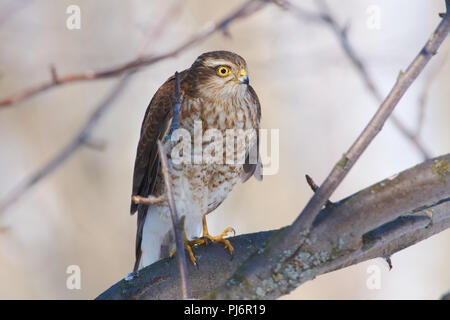 Eurasischen Sperber (Accipiter nisus) sitzt auf einem Ast eines wilden Apfelbaum nach einer erfolgreichen Jagd und ein herzhaftes Mittagessen in seinem natürlichen Lebensraum. Stockfoto