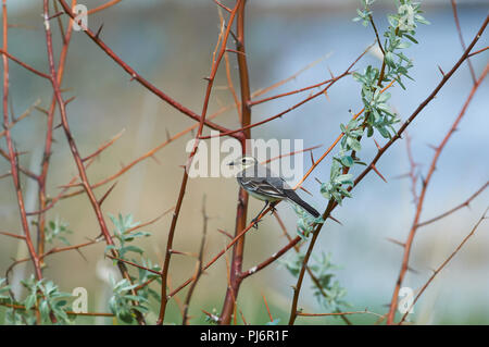 Bachstelze (Motacilla alba) sitzt auf einem Ast mit Dornen in seinem natürlichen Lebensraum. Stockfoto