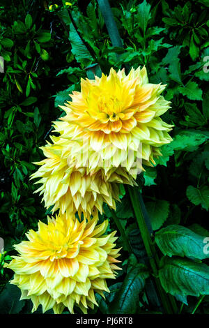 Dahlien im Dahliengarten in Butchart Gardens in Victoria British Columbia Stockfoto