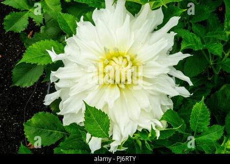 Dahlien im Dahliengarten in Butchart Gardens in Victoria British Columbia Stockfoto