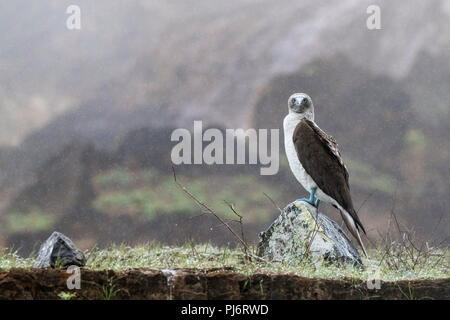 Nach blau-footed Booby, Sula nebouxii, auf der Insel San Cristobal, Galapagos, Ecuador. Stockfoto